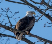 2023 02 11 RedwingEagles 017